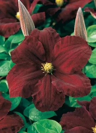 Clematis 'Niobe'(10) Plants