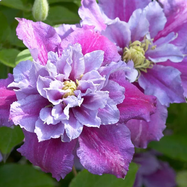 Clematis ‘Piilu’