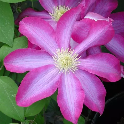 Clematis 'Pink Champagne' - One Quart Pot