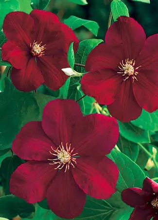 Clematis 'Red Cardinal'(10) Plants