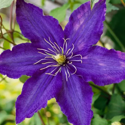 Clematis 'Rhapsody' - One Quart Pot
