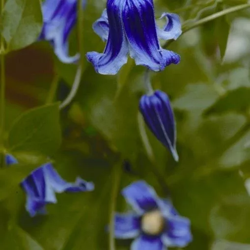 Clematis Roguchi - 1 Gallon