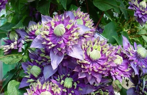 Clematis 'Taiga' PPAF - One Quart Pot