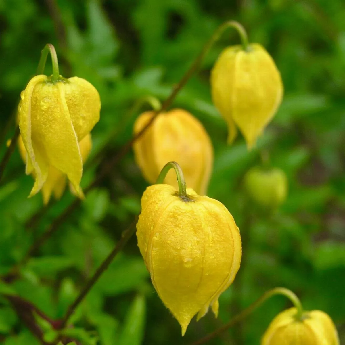 Clematis tangutica