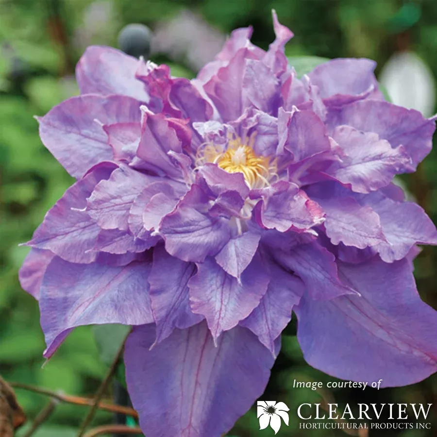Clematis Vyvyan Pennell 1gal