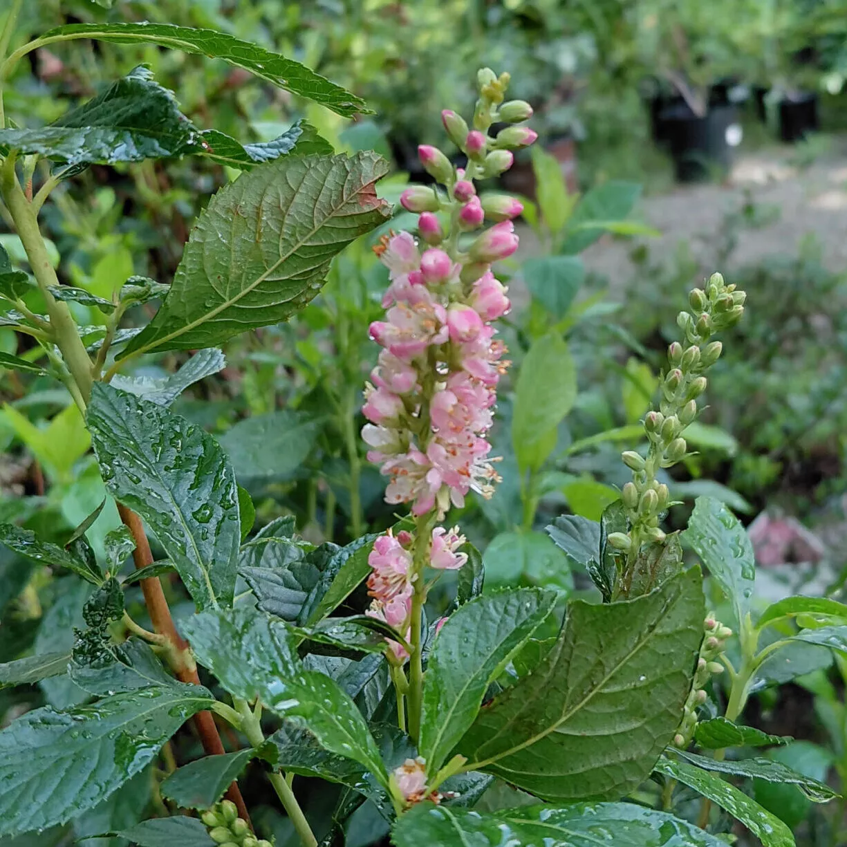 Clethra alnifolia ‘Ruby Spice’