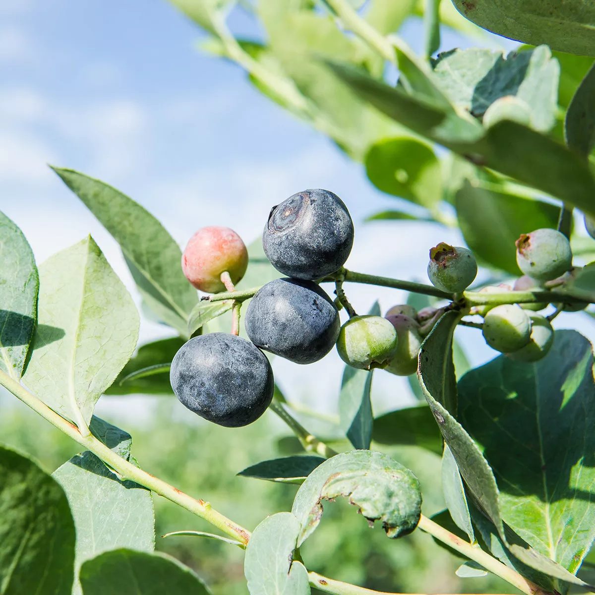 Climax Blueberry Bush – 1-2 ft