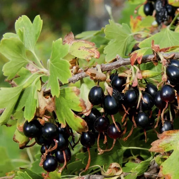 Clove Currant (Crandall)