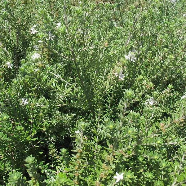 Coast Rosemary – 1 Gallon