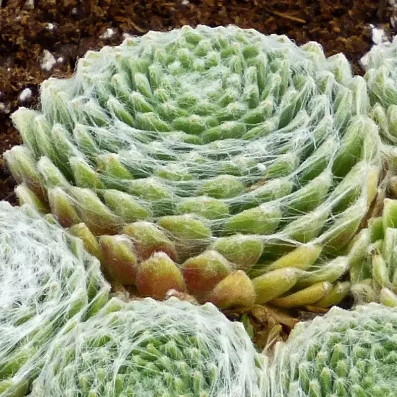 Cobweb Hens And Chicks