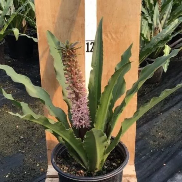 Coco Pineapple Lily – #1 Container
