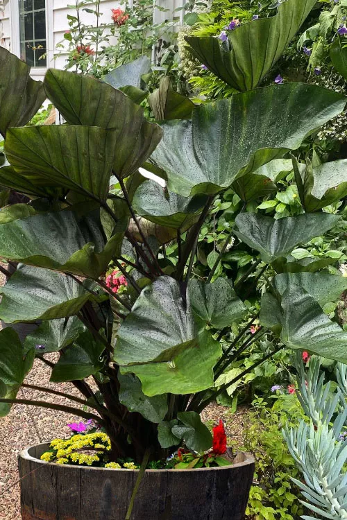 Coffee Cups Elephant Ear (Colocasia) - 1 Gallon Pot