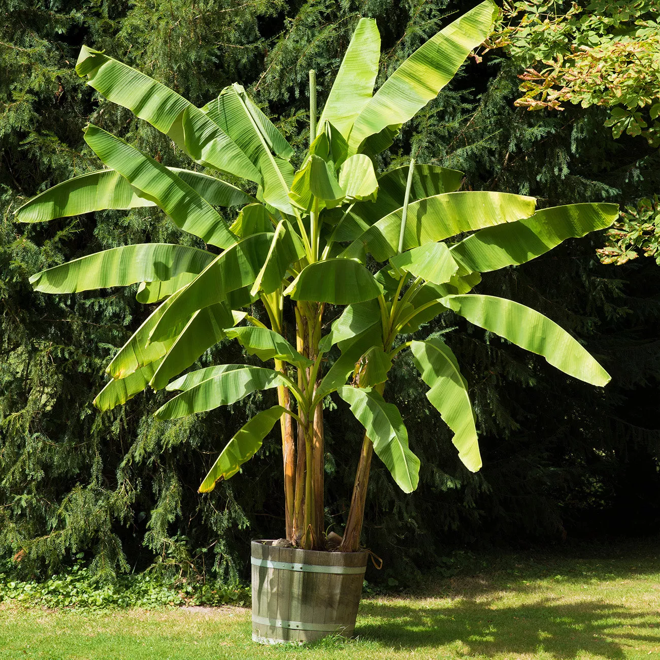 Cold Hardy Basjoo Banana Tree – 3 Gallon