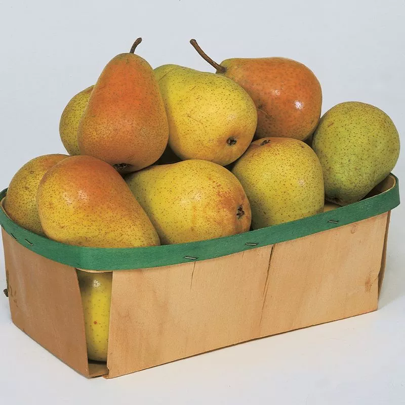 Colette Everbearing Pear Tree