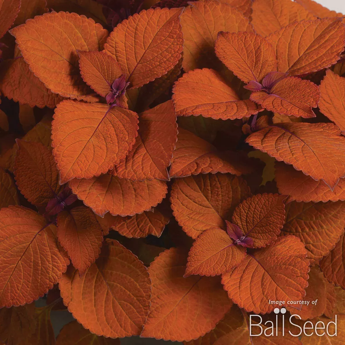 Coleus ChargedUp Campfire 4.25in CF