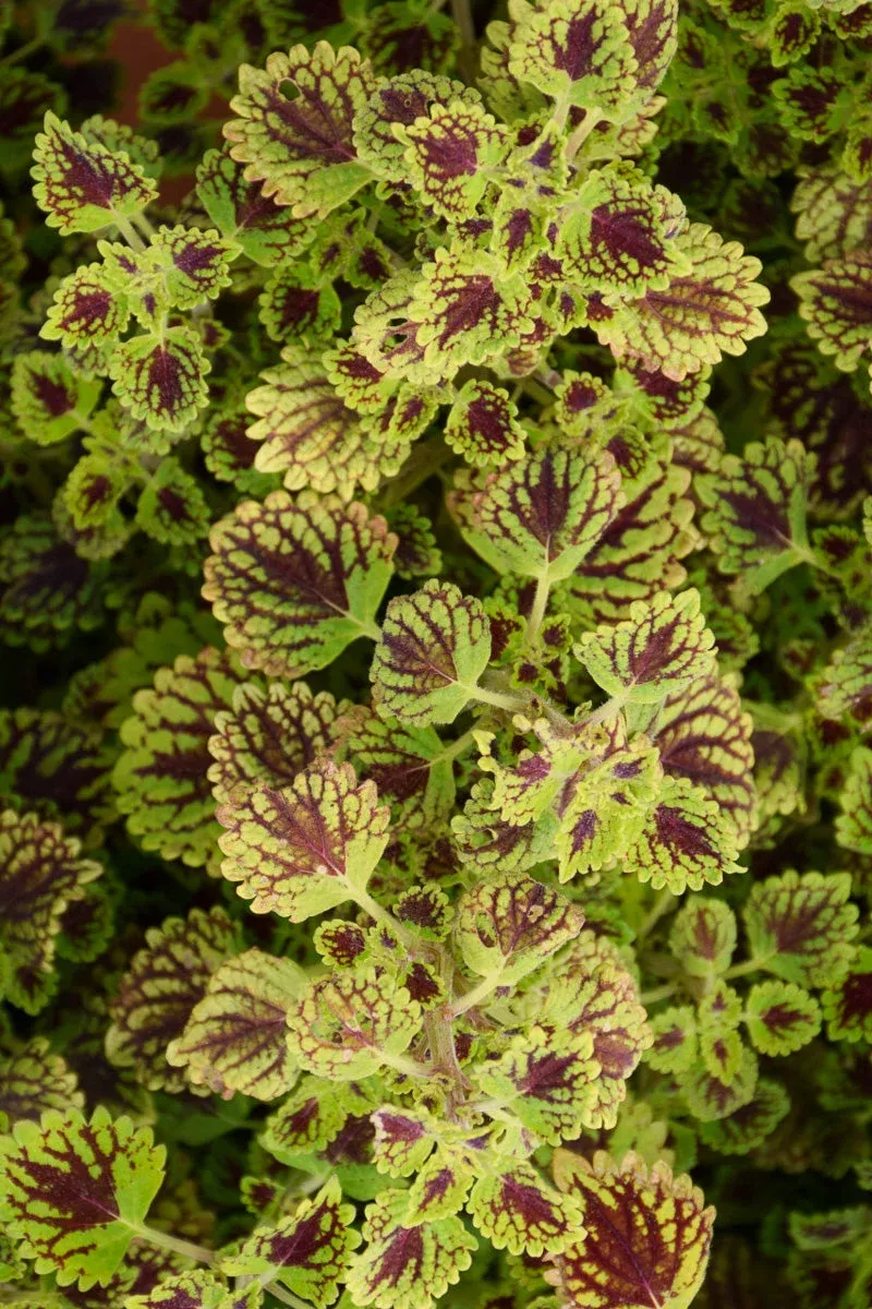Coleus Chocolate Drop