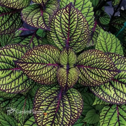 Coleus 'Fishnet Stockings' - 4.5" Pot