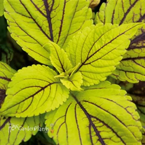 Coleus 'Gay's Delight' - 4.5" Pot