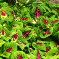 Coleus Kong Jr. Rose
