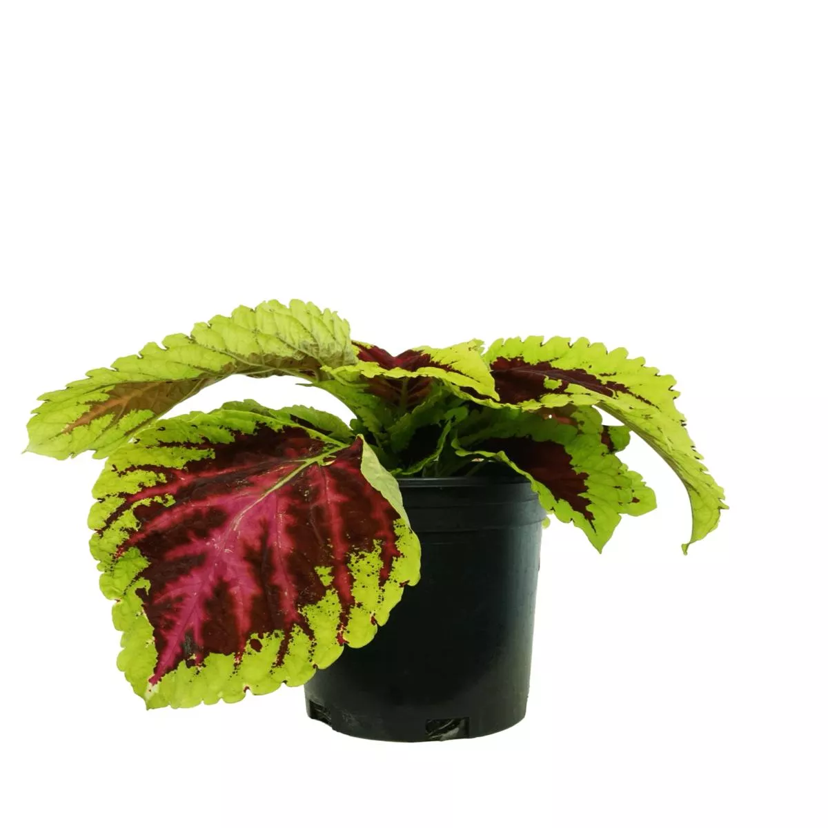 Coleus Kong Rose