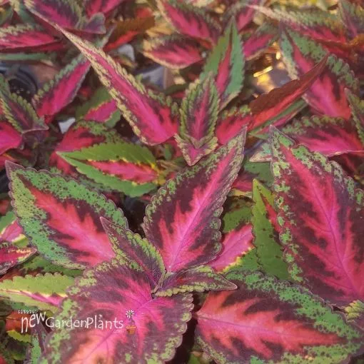 Coleus 'Main Street Ruby Road' - 4.5" Pot