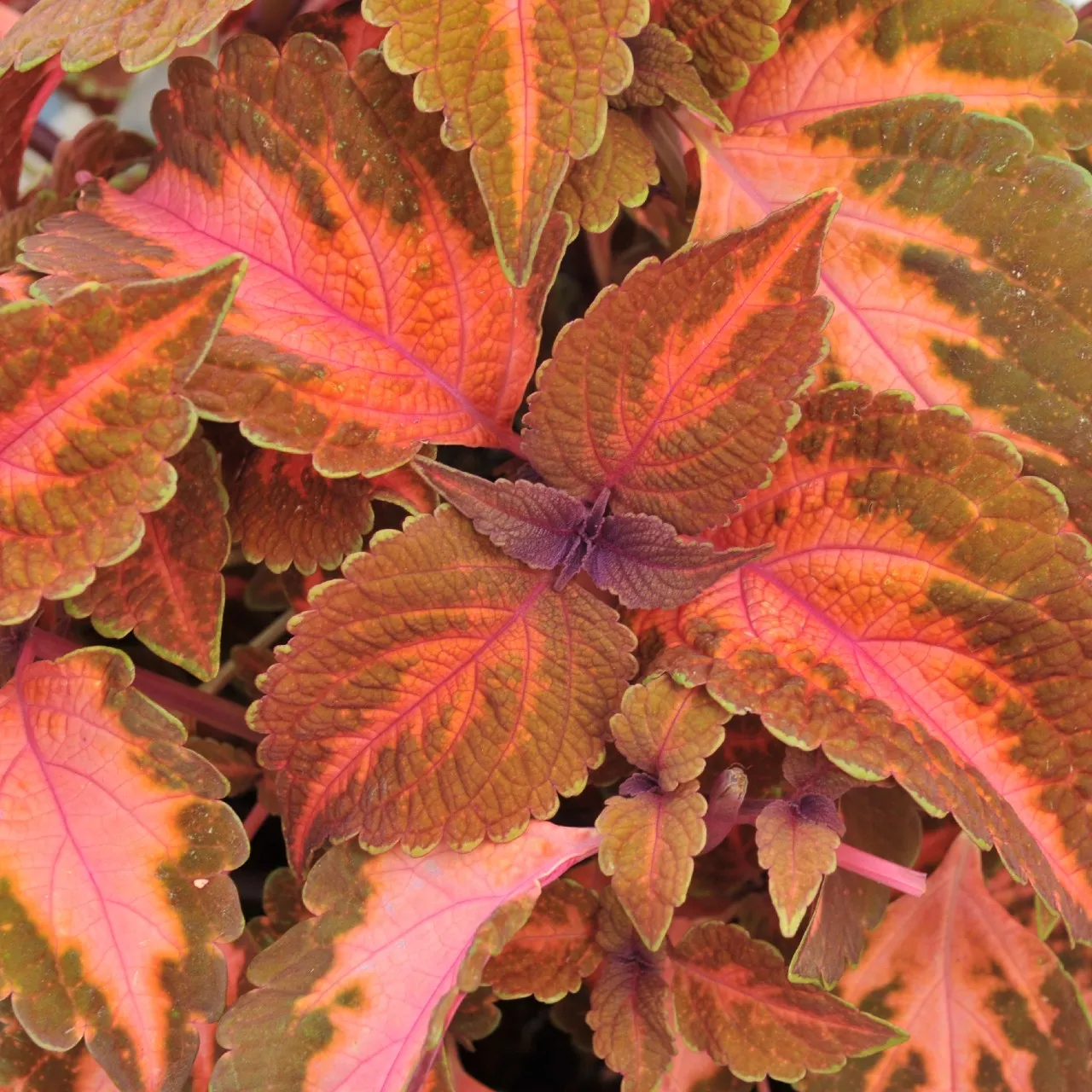 Coleus Main Street Sunset Boulevard