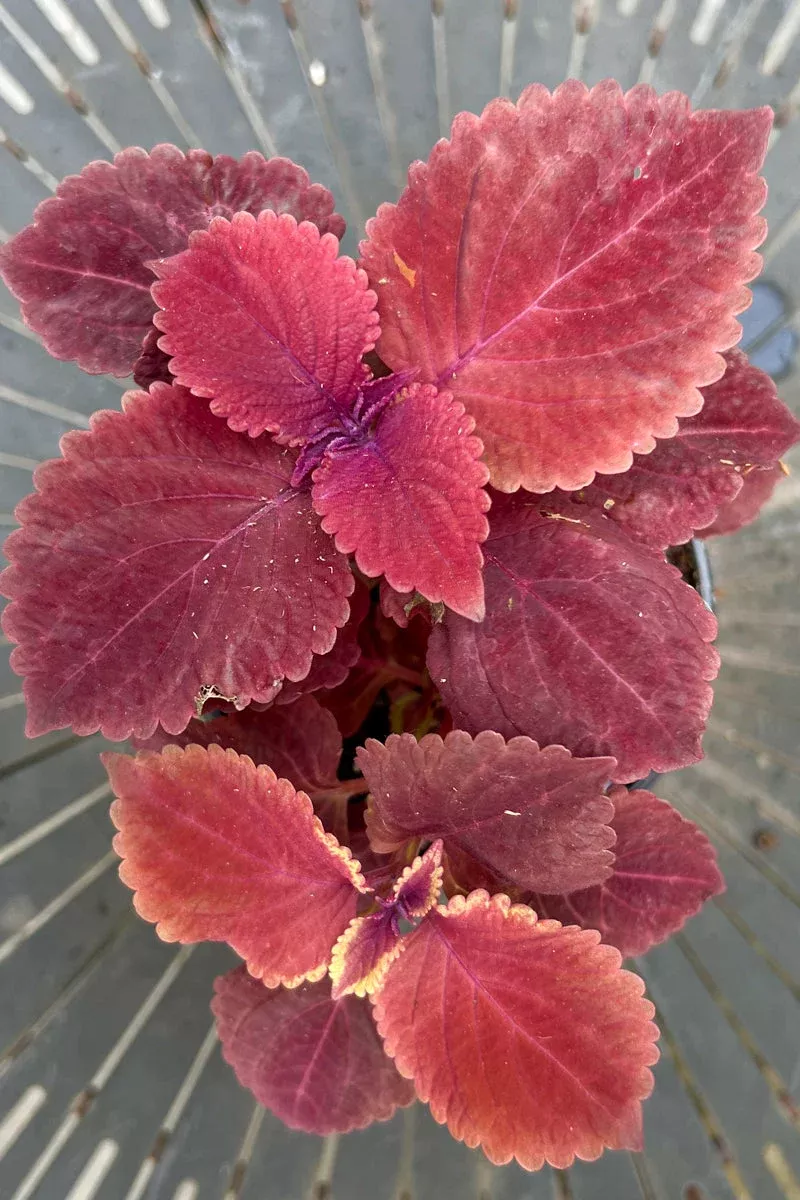 Coleus Redhead