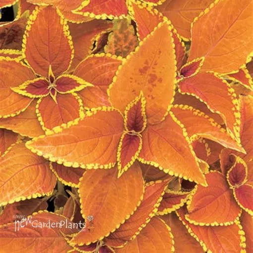 Coleus 'Rustic Orange' - 4.5" Pot