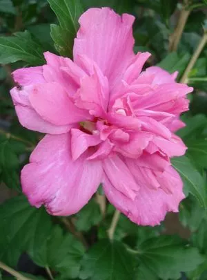 Collie Mullens, Althea