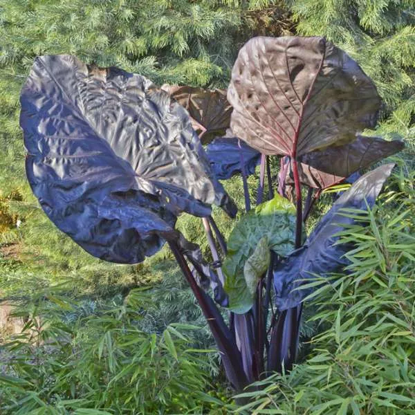 Colocasia ‘Distant Memory’