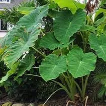 Colocasia esculenta
