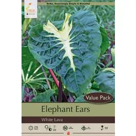 Colocasia White Lava9/11"