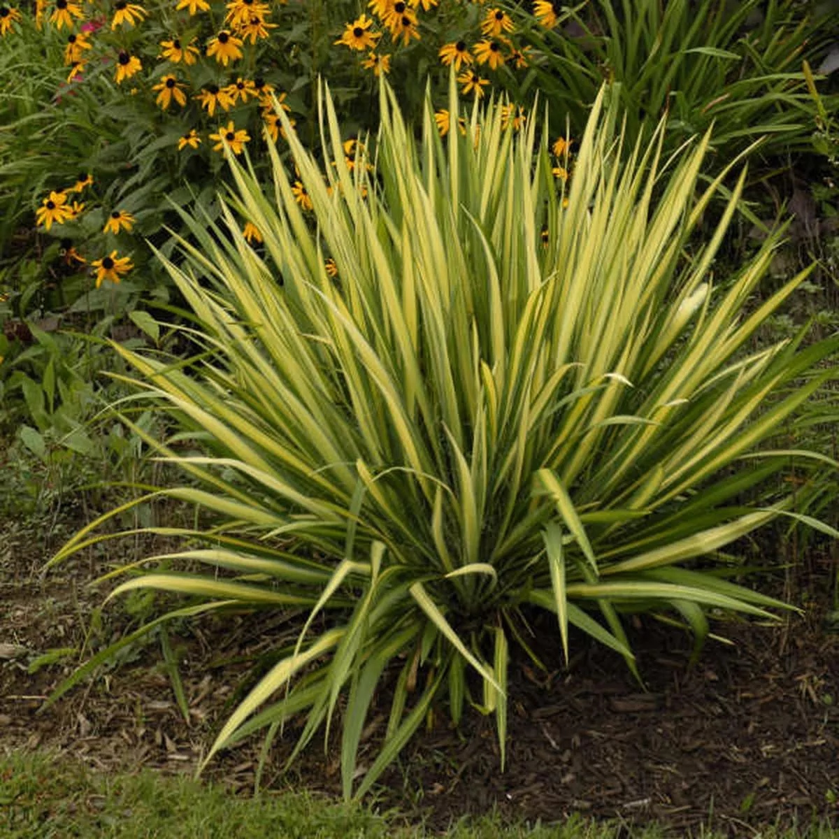 Color Guard Yucca