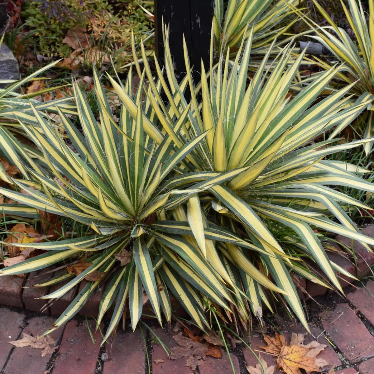Colour Guard Yucca