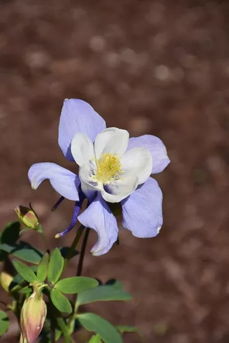 Columbine - Earlybird Blue & White