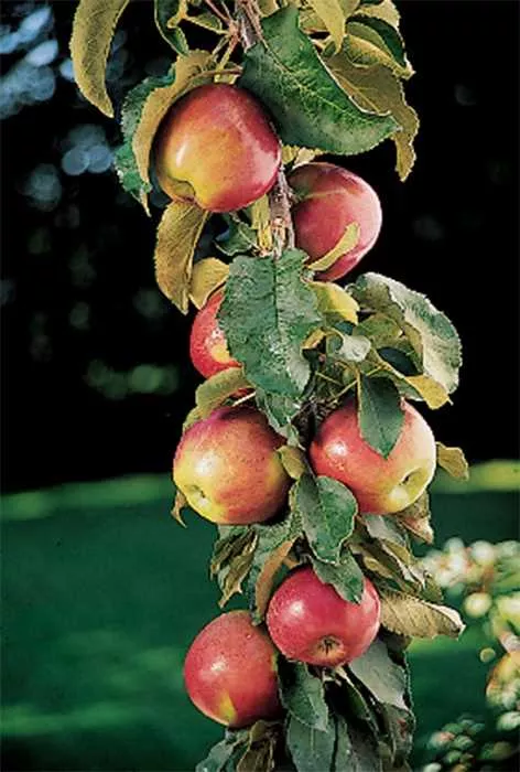 Columnar Apple Tree (Scarlet Sentinal)