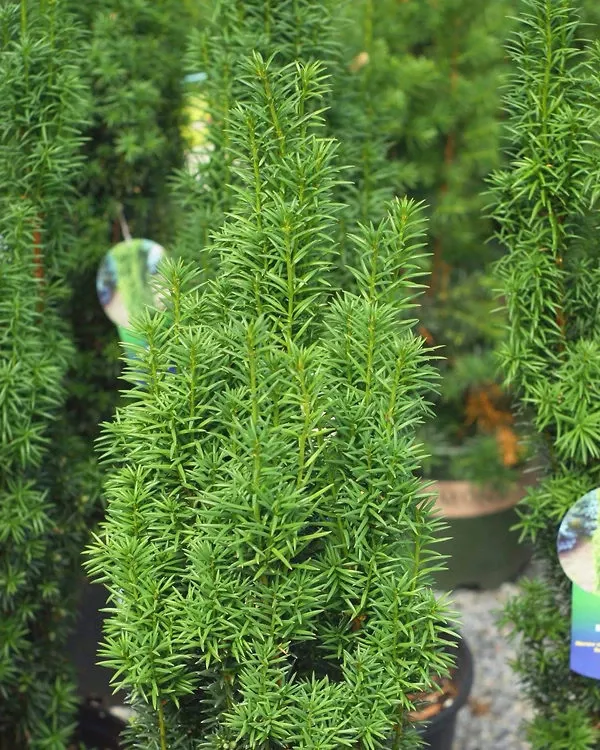 Columnar English Yew