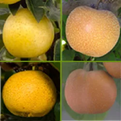 Combo Asian Pear Tree