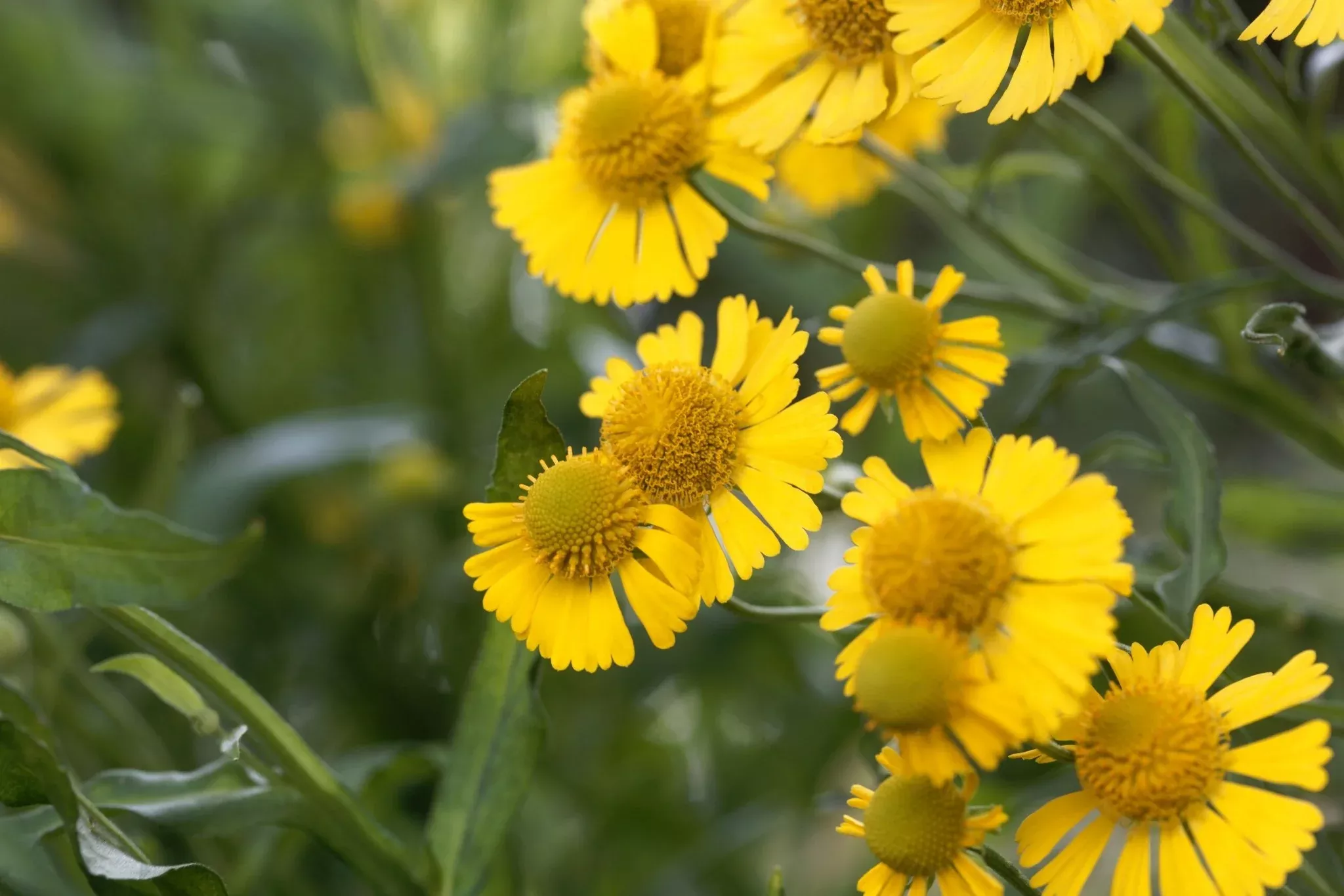 Common Sneezeweed
