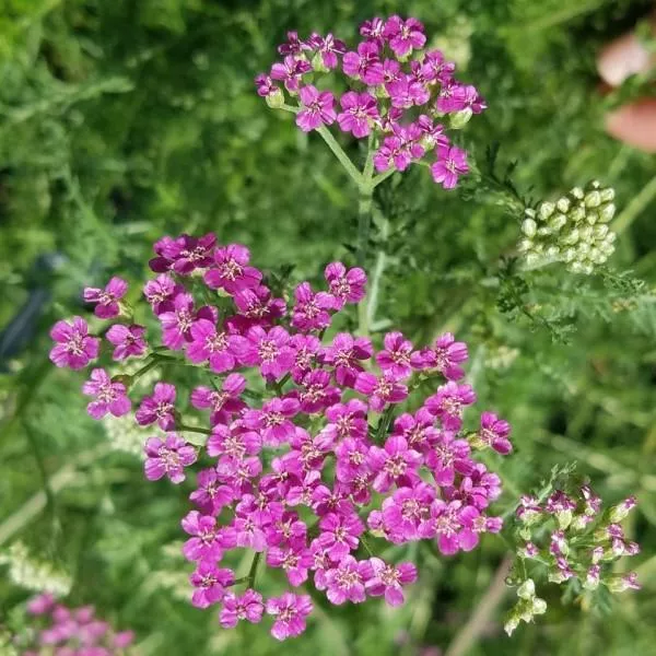 Common Yarrow – Cerise – 1 Gallon