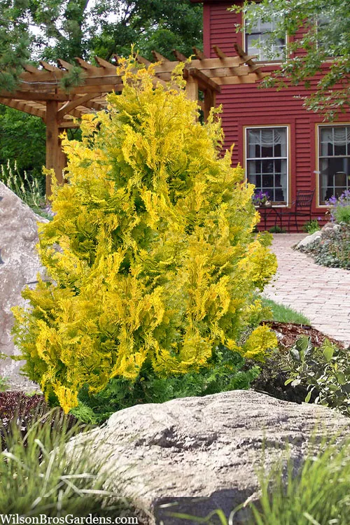 Compact Golden Hinoki Cypress - 7 Gallon Pot