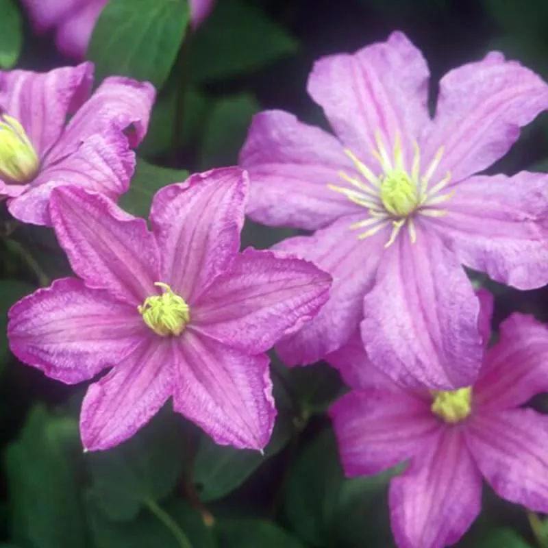 Comtesse de Bouchaud Clematis Plant