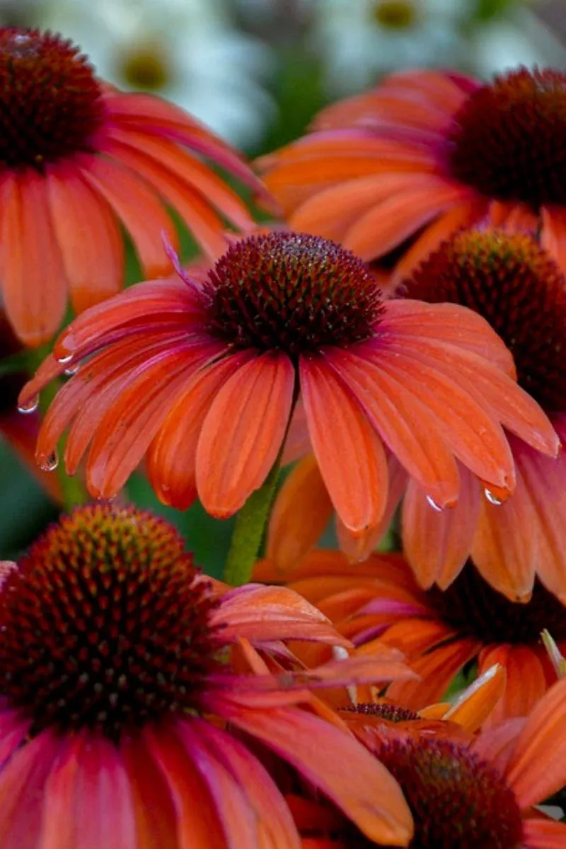 Coneflower, Orange You Awesome