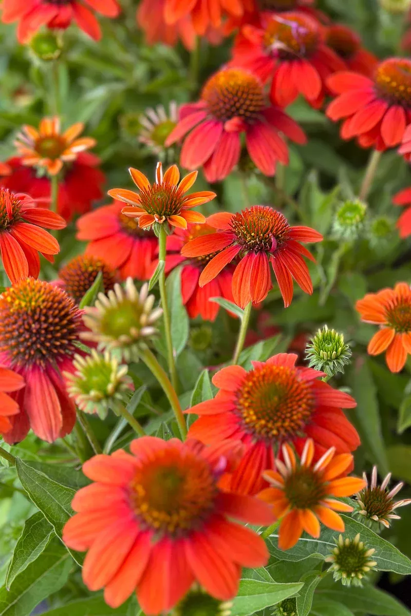 Coneflower, Sombrero Orange