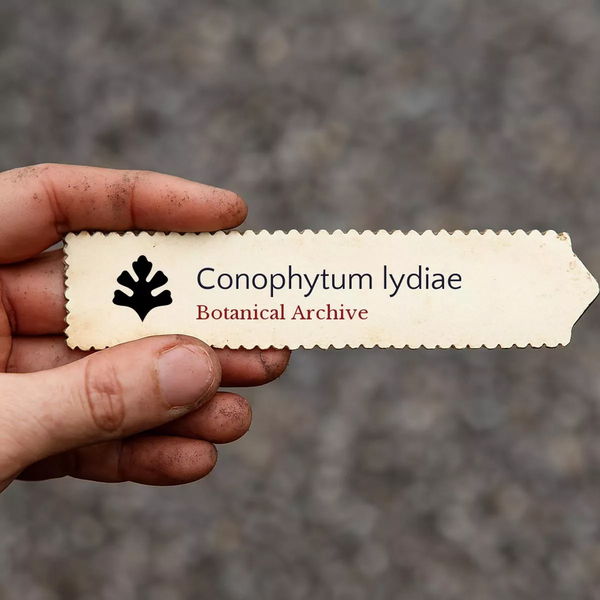 Conophytum lydiae SEEDS