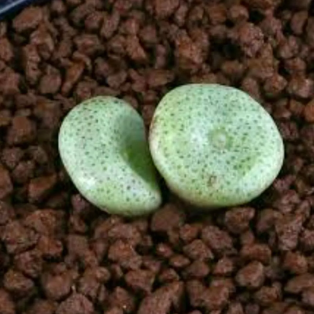 Conophytum ricardianum