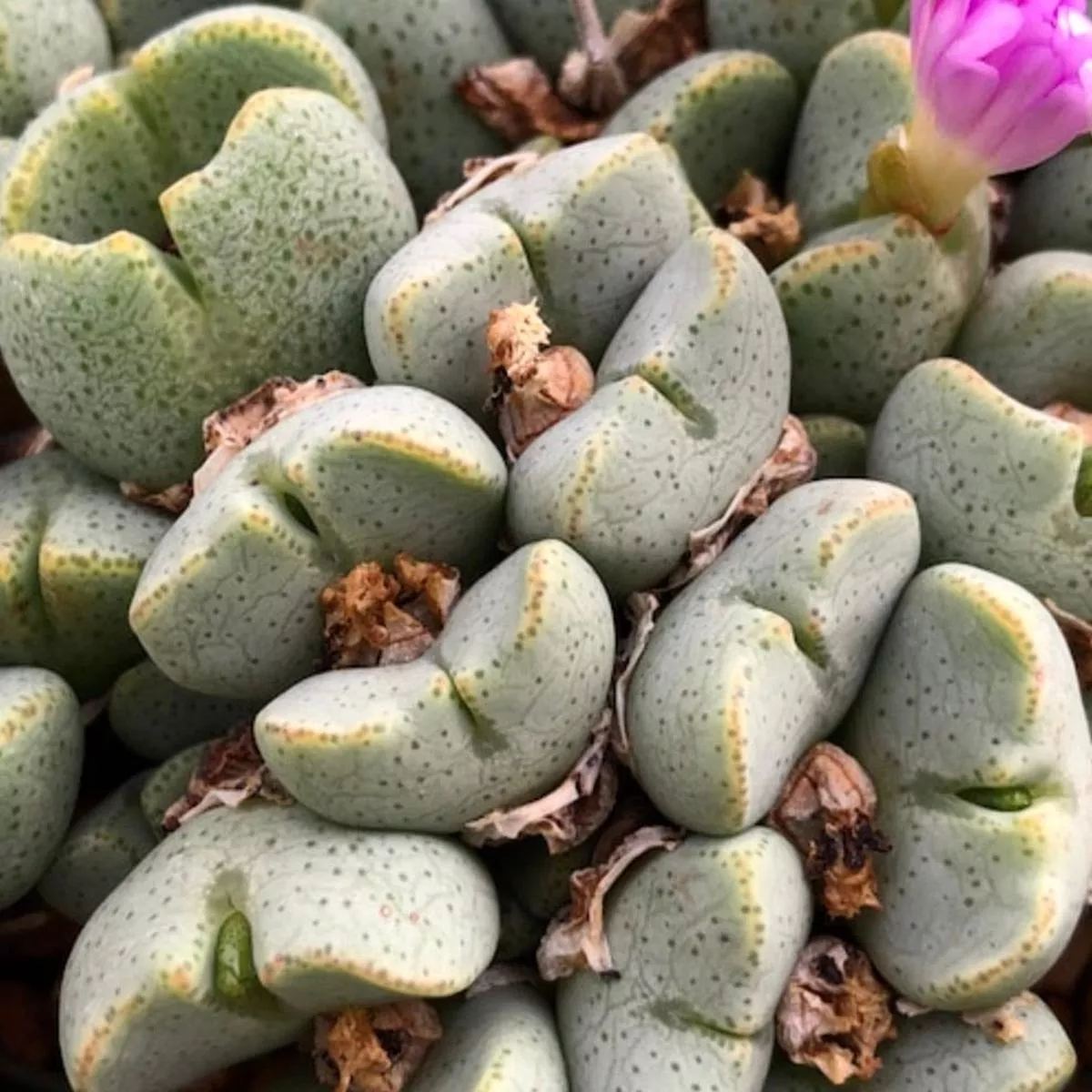 Conophytum taylorianum