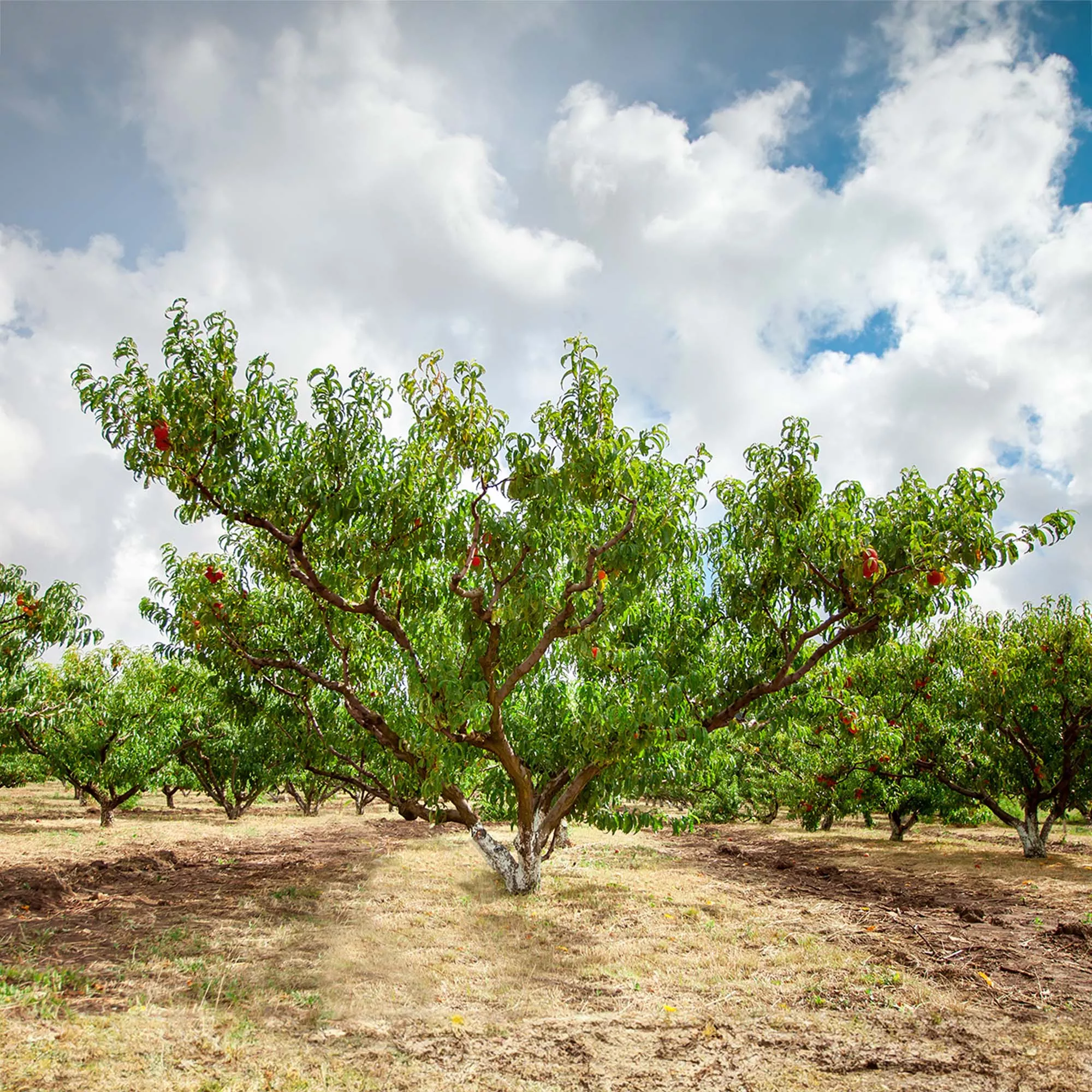 Contender Peach Tree – 4-5 ft