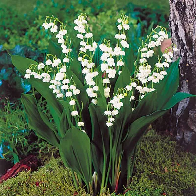 Convallaria majalis ‘Bordeaux