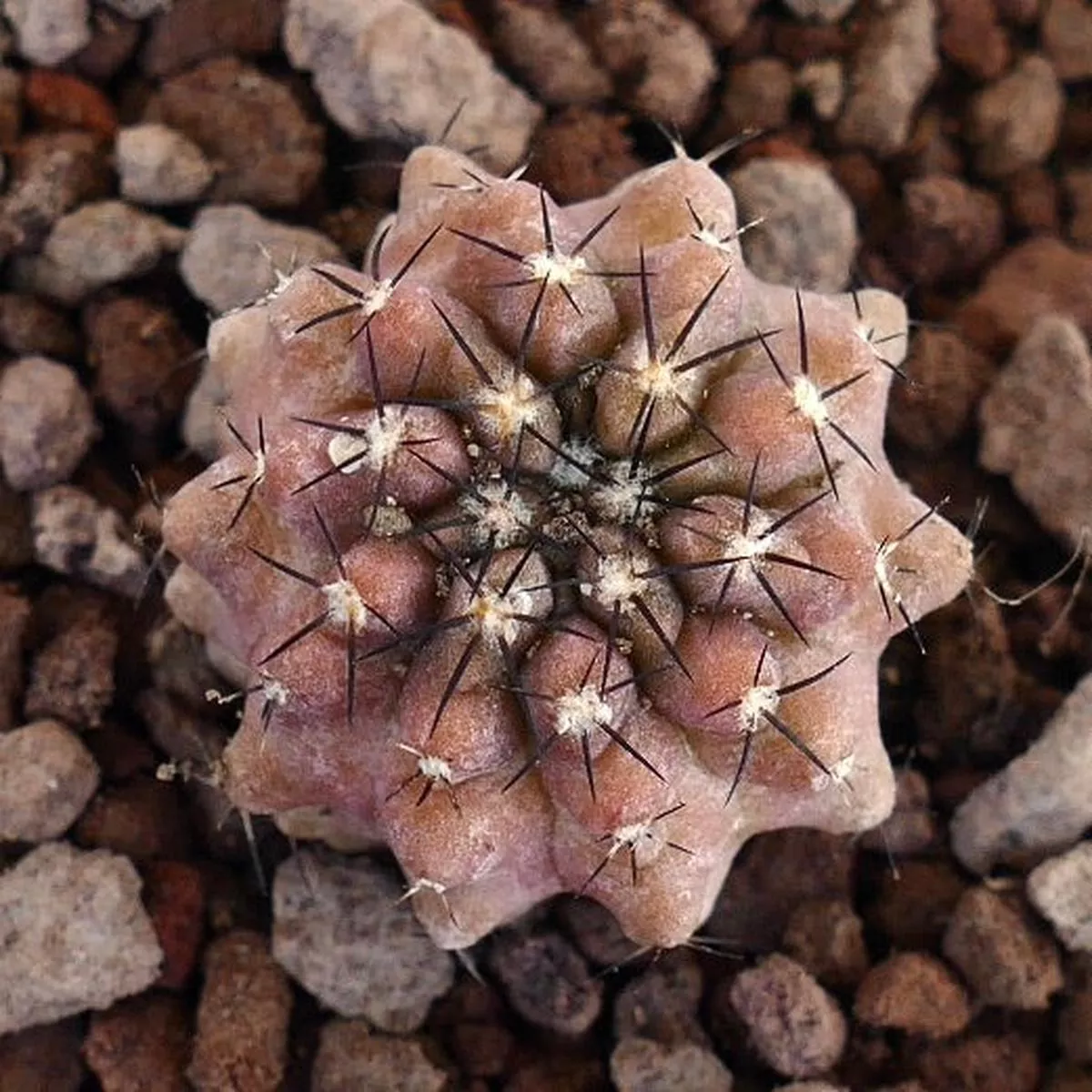 Copiapoa armata x griseoviolacea REDDISH